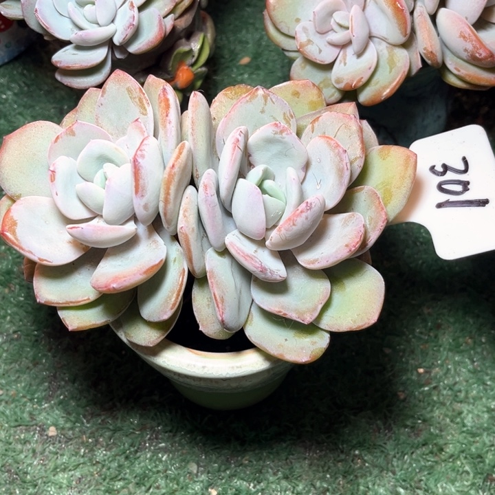 奶茶301号码牌子的话