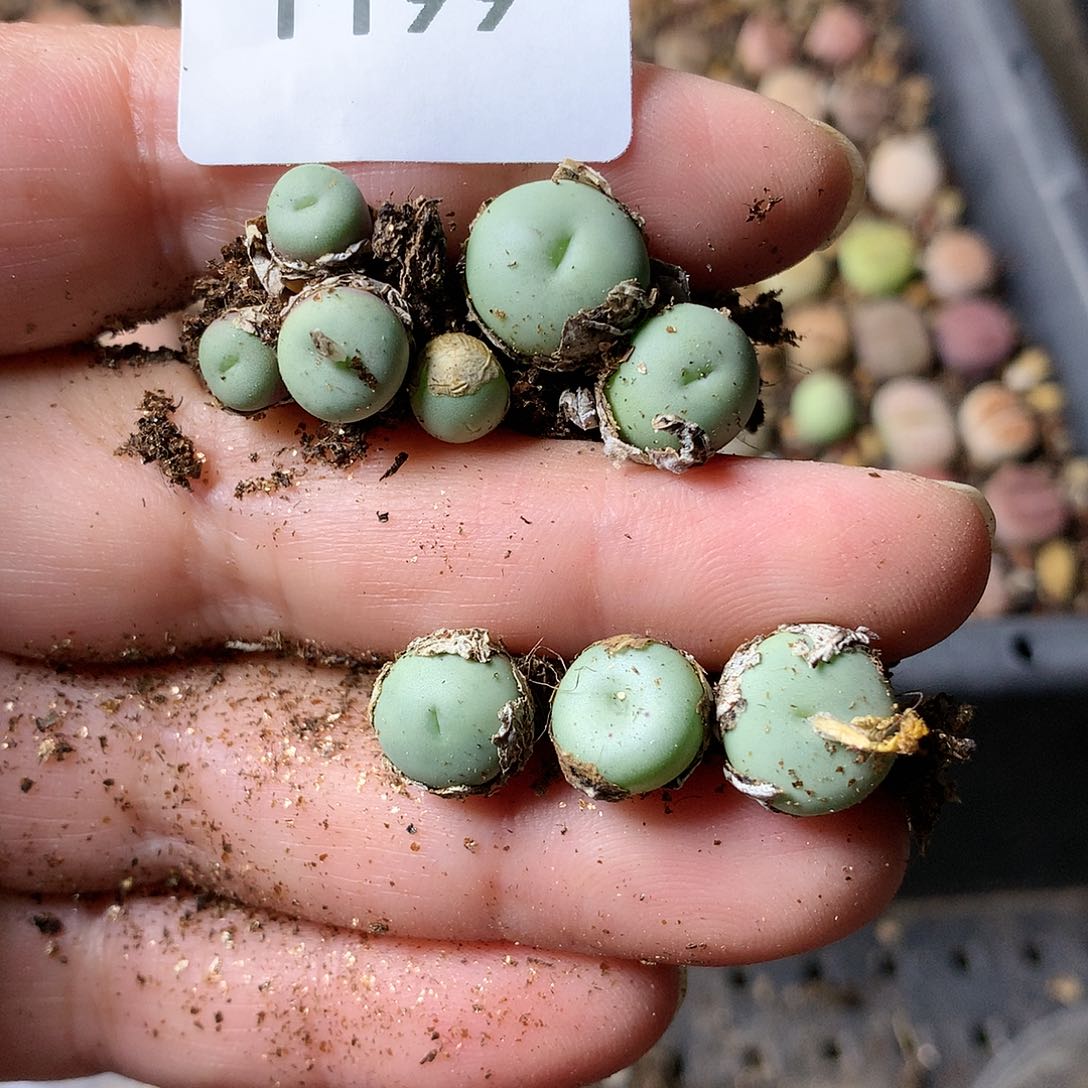 T199多肉植物保护