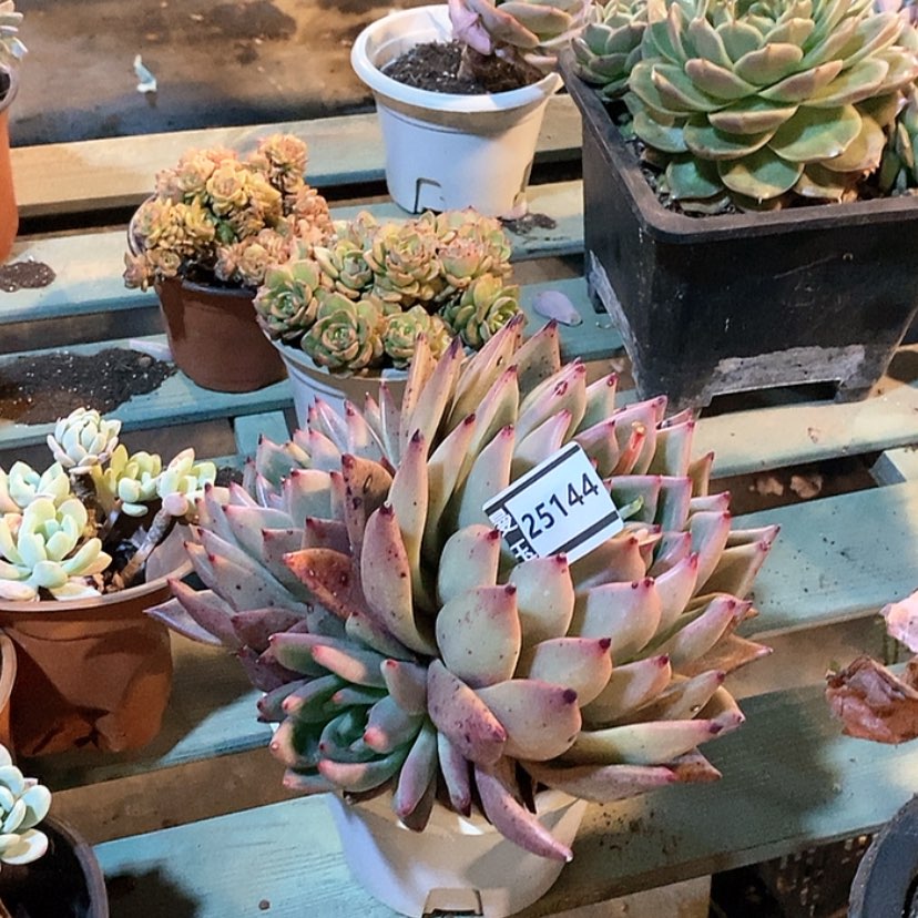 【闪购商品】红颜蜜语25144