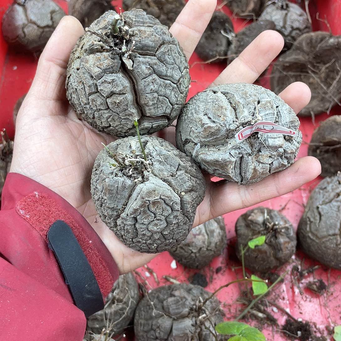 龟甲龙一物一拍1652号3颗