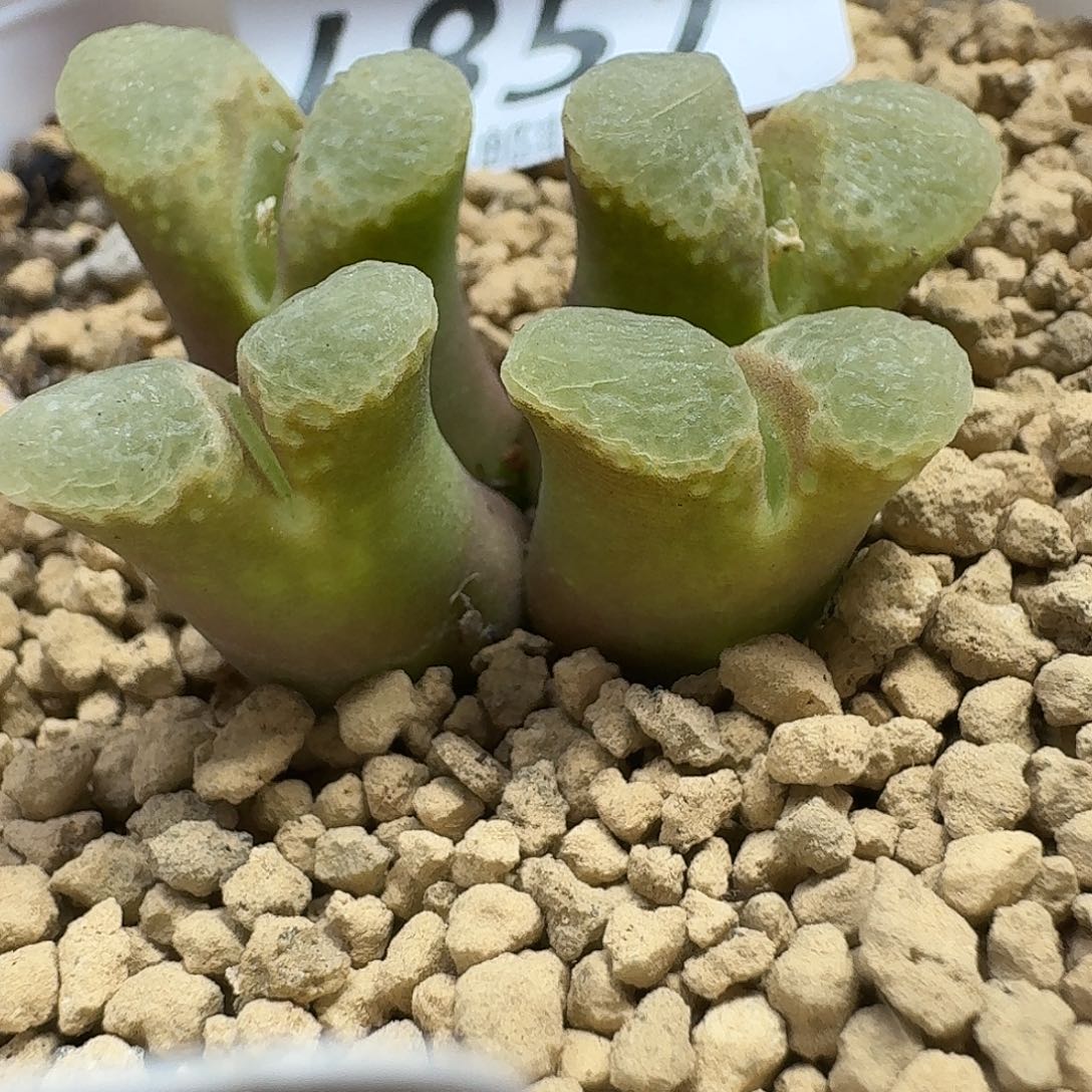 多肉W的人生fghnjjj