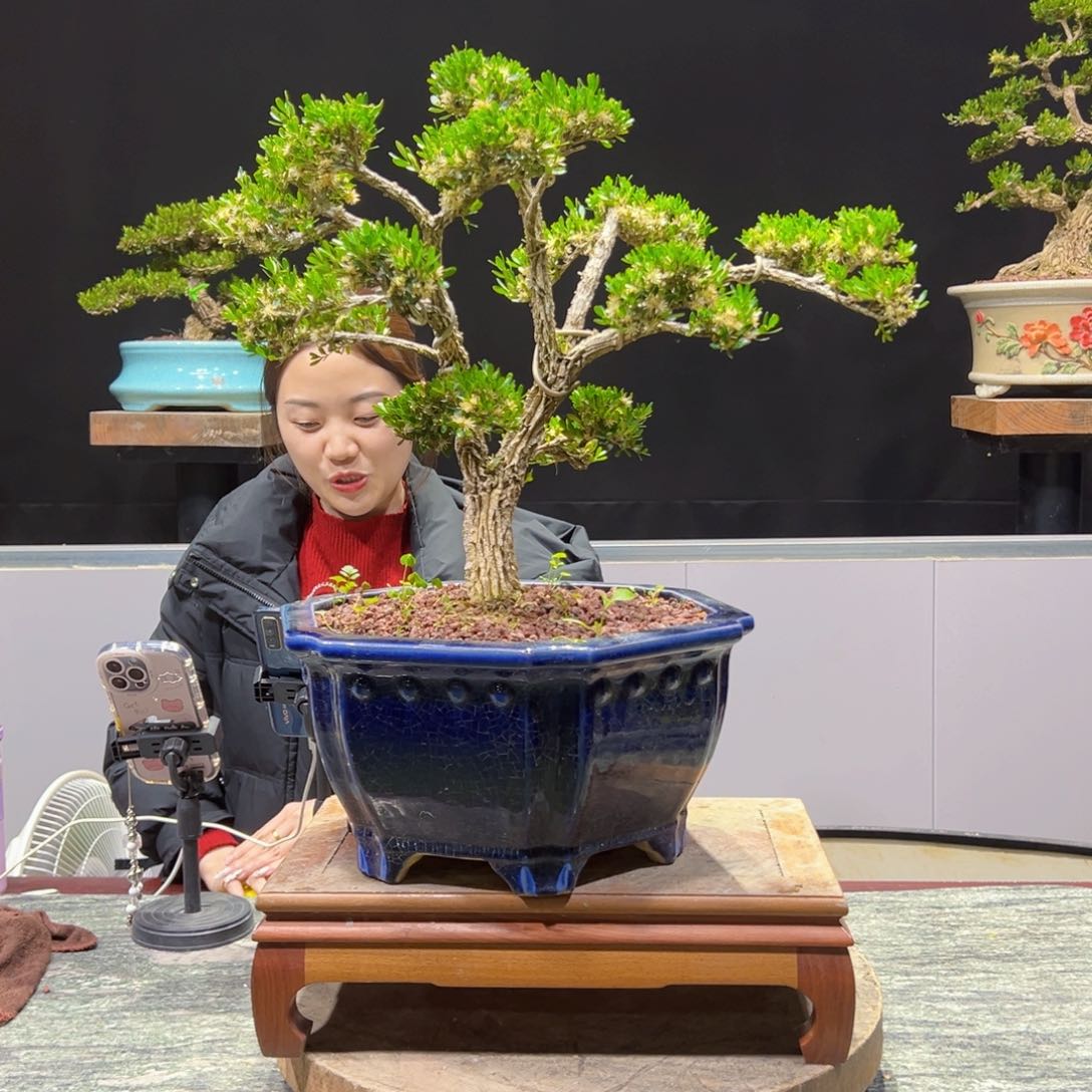 四季常青老桩黄杨盆景