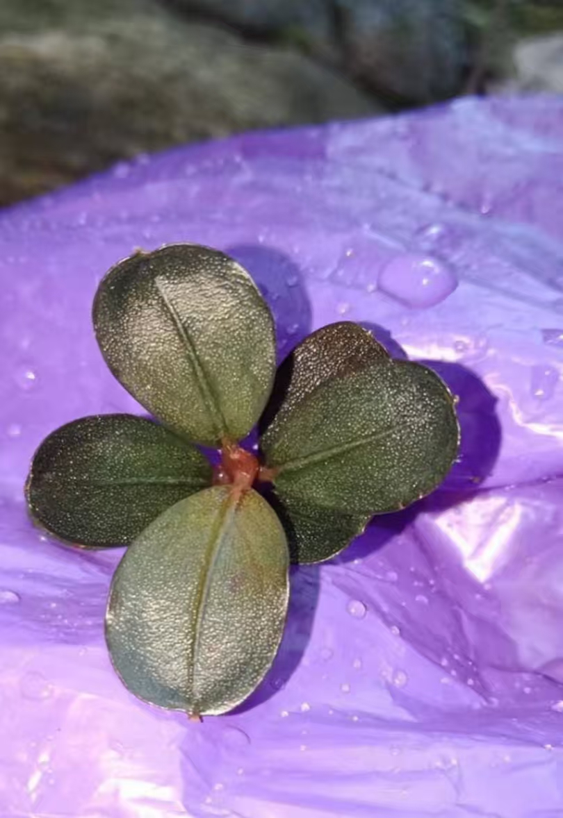 高端迷你辣椒榕水草81-100