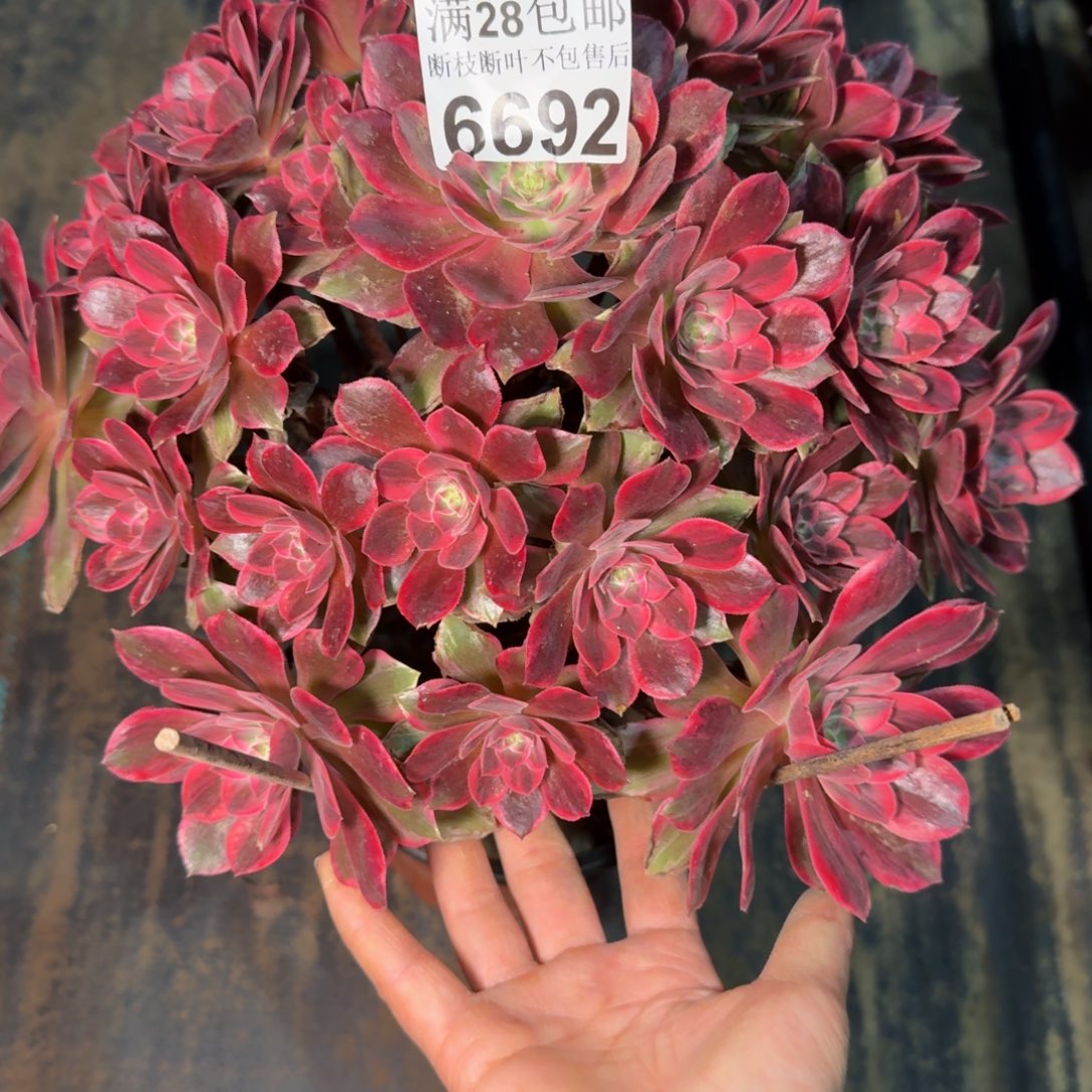 6692浣纱杆歪多肉植物