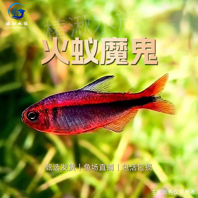 【椿湫水族】红火Y魔鬼灯鱼