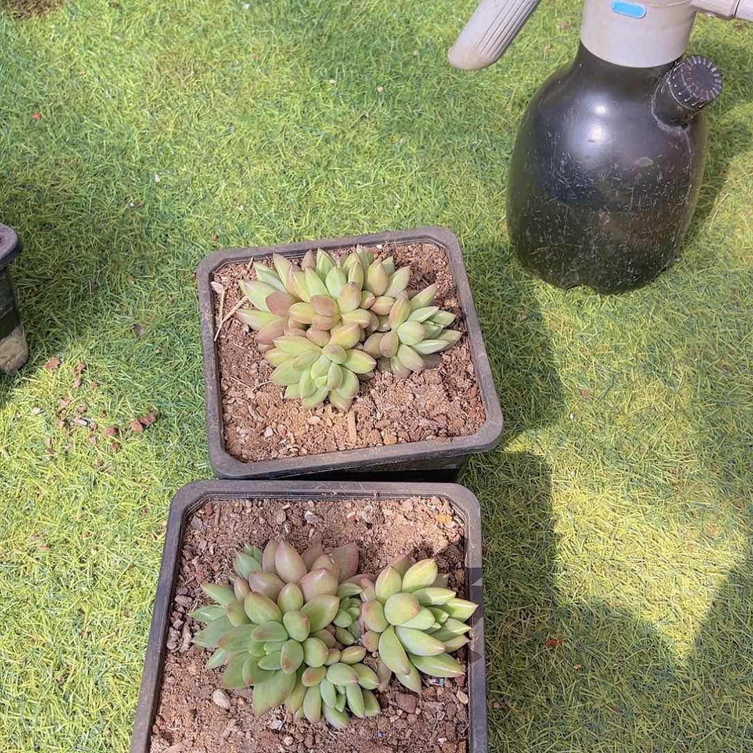 `****`多肉米其林356迷姐两颗