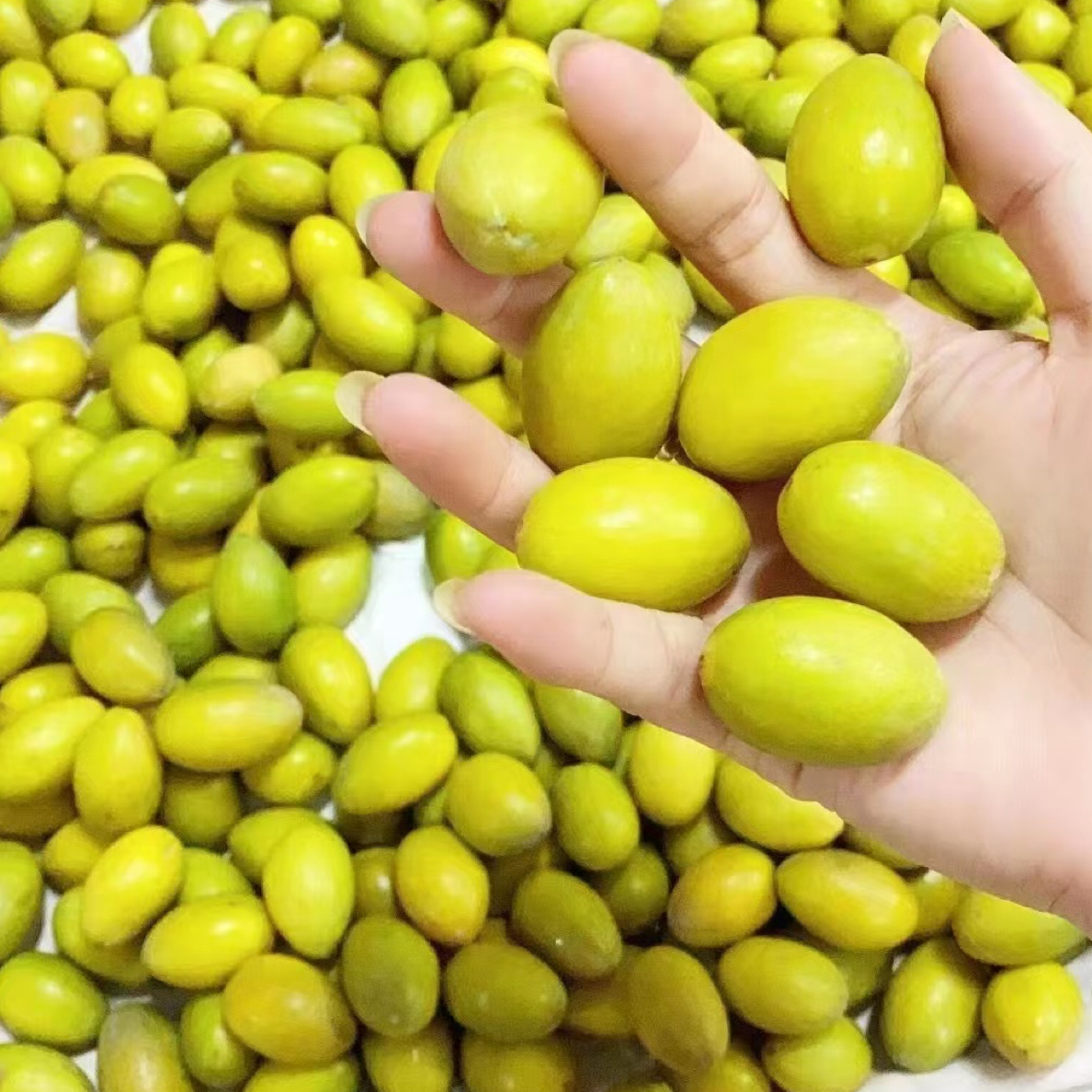 金灶正宗老树枞三捻橄榄油甘果入口果香浓郁回甘无渣1斤装球衣