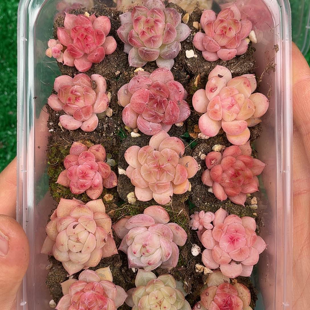 多肉一物一拍27-132