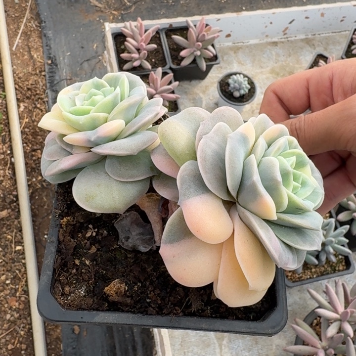 可爱锦的时候我都不知道