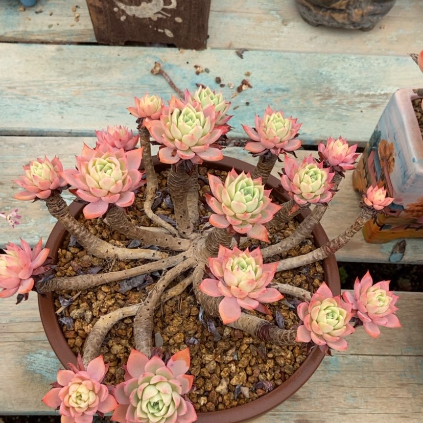 【闪购商品】三色堇