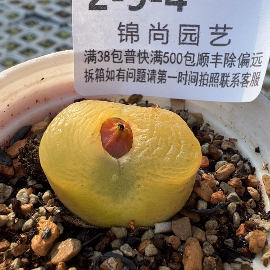 0904多肉植物百科