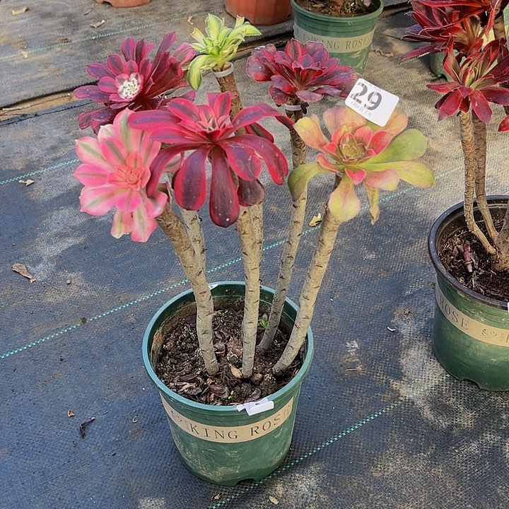 嫁接的法师299999