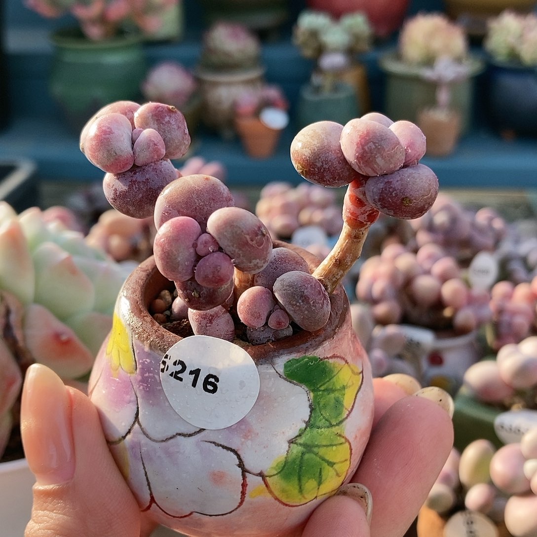 5216糖果腰子蛋带盆土