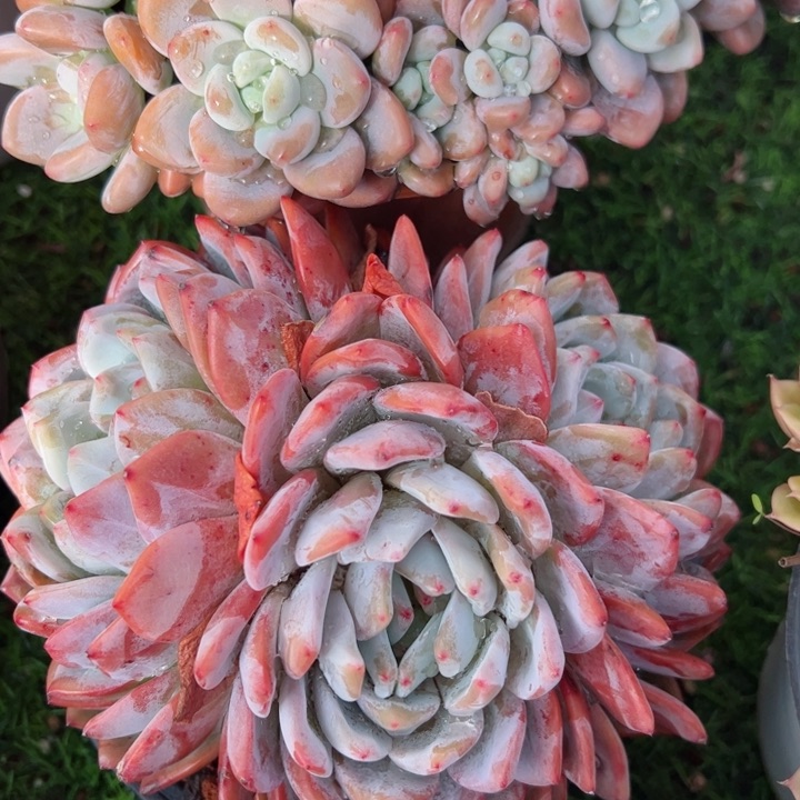 19橙子平平安安健健康康