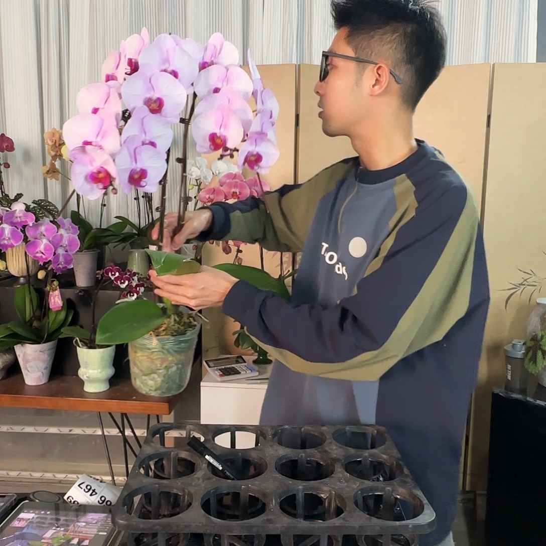 大部分花苞少量开放随机一棵225龙兰开花株/福利开播