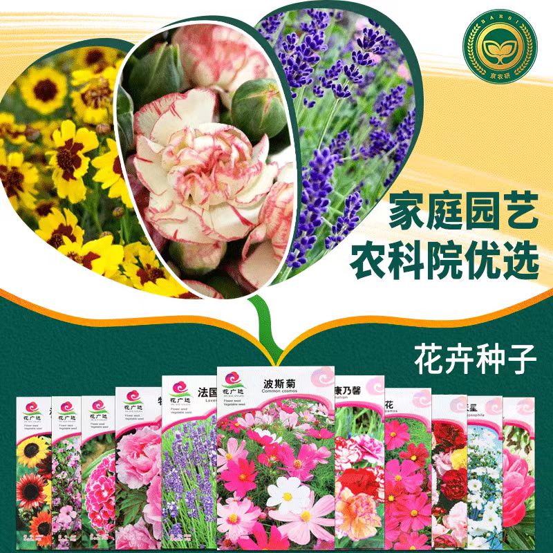 【农科院推荐】花卉种子鲜花种子虞美人薰衣香凤仙四季阳台盆栽花草