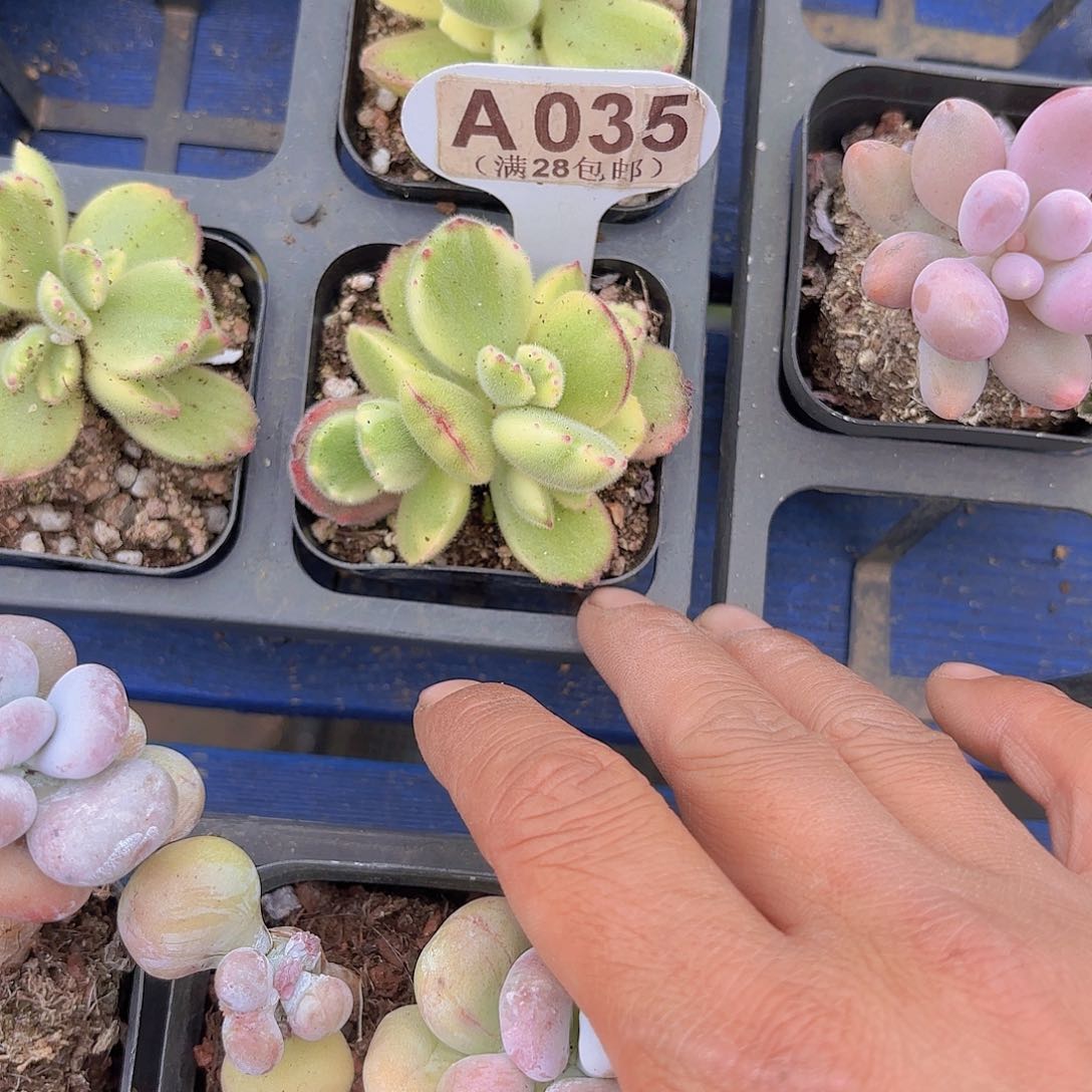 A035白熊一物一拍