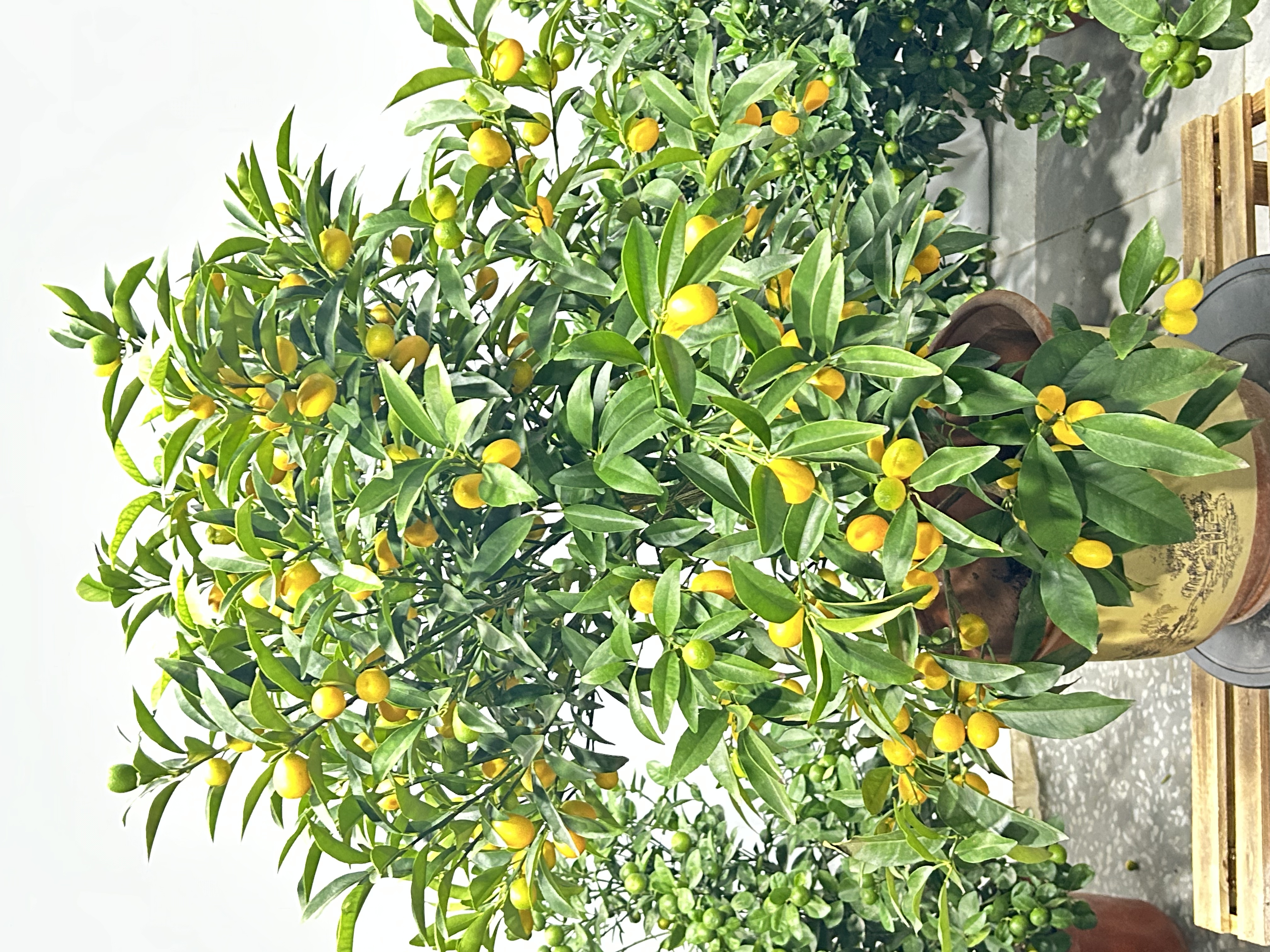 四代脆密金桔盆栽带果室内外观赏四季开花好养易活绿植盆景