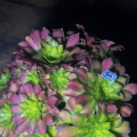 韶华多肉植物902多肉