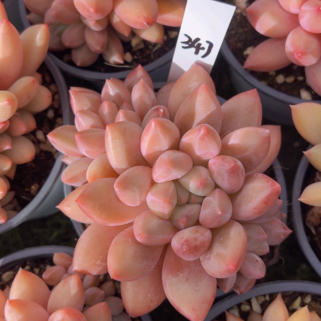 香玉等多种名贵的产品和服务于一体