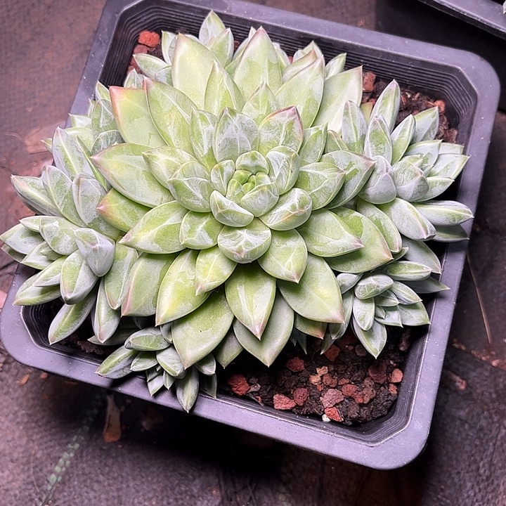 多肉植物一物一拍