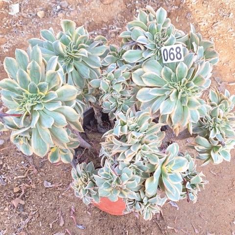068灿烂缀化法师多肉植物