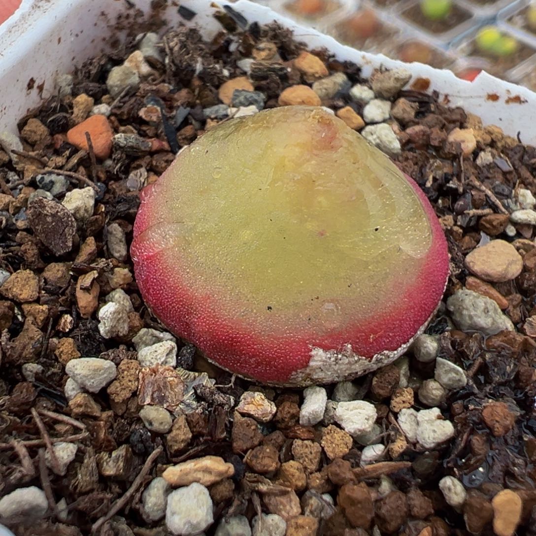 241多肉植物种类多样