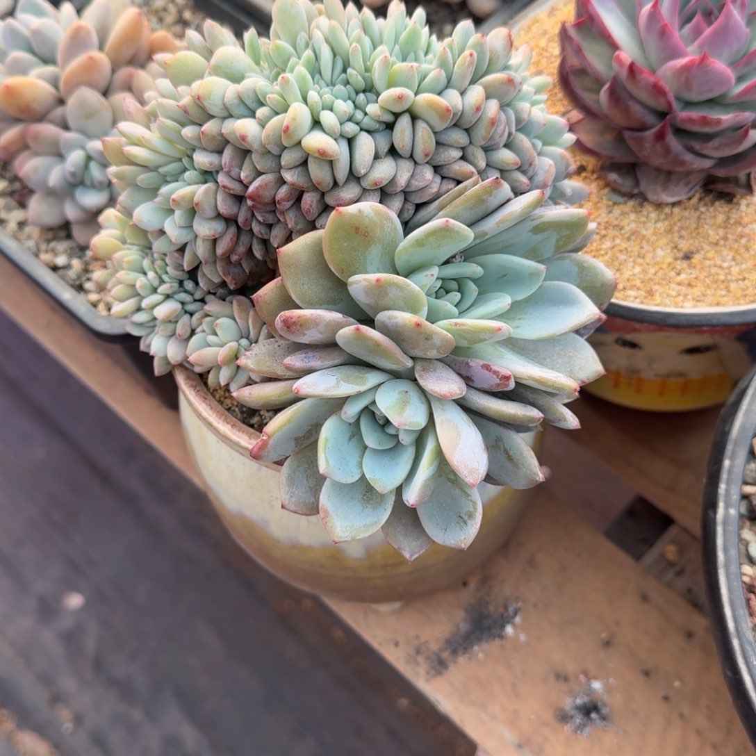 木*星影缀化无砍多肉