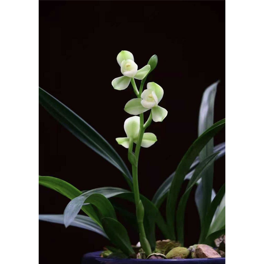 【掌上明珠】建兰名品 老种3苗 花开浓香对版高档养兰