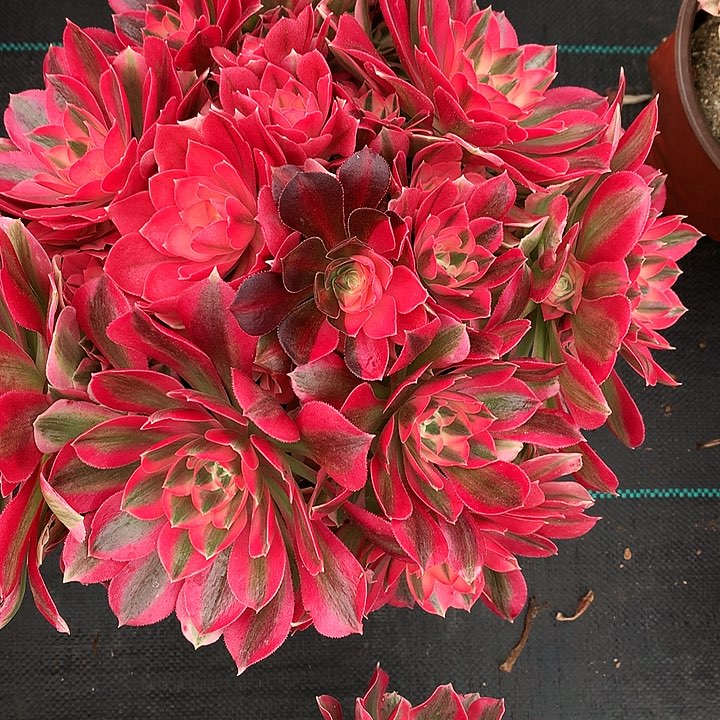 女巫法师图片多肉植物