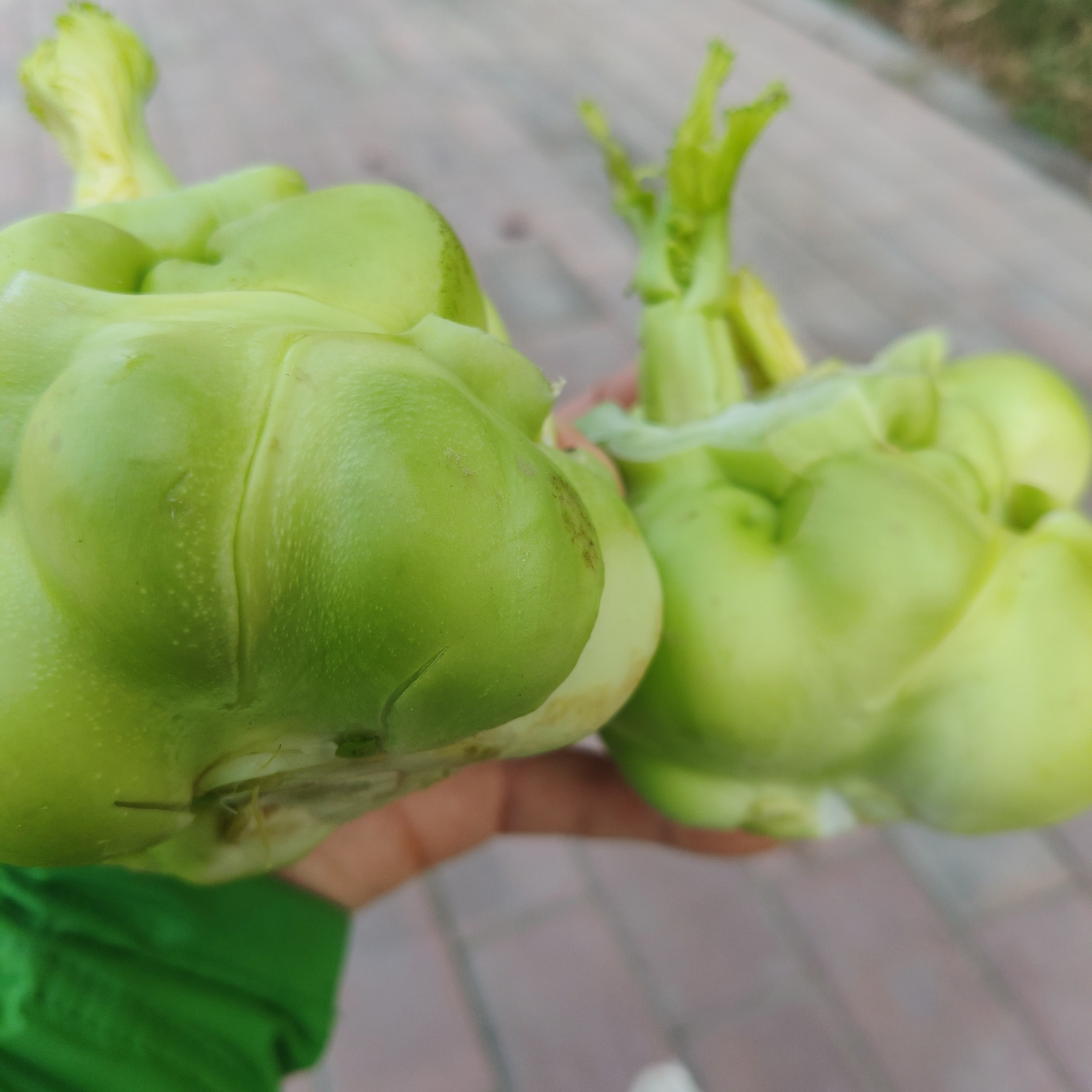 农村自家植新鲜榨菜头，现摘现发，