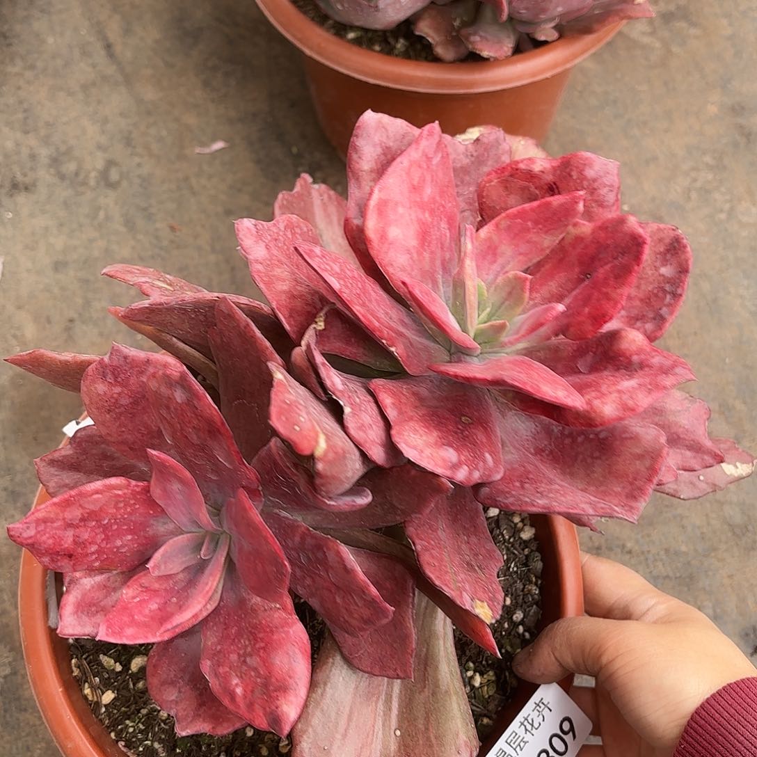 同温层多肉钻石锦309