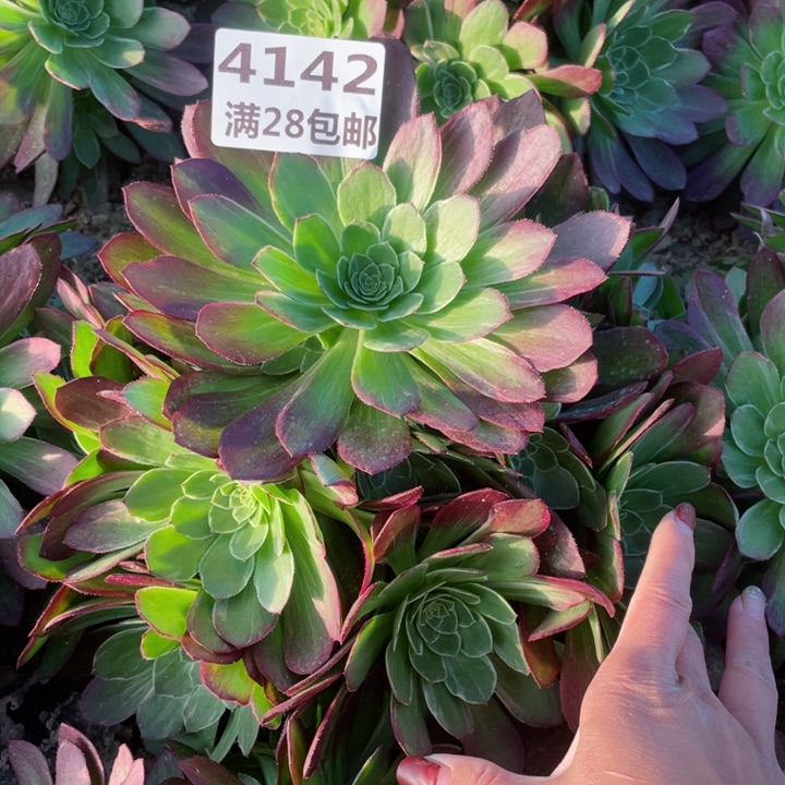 4142二号棚万花筒F