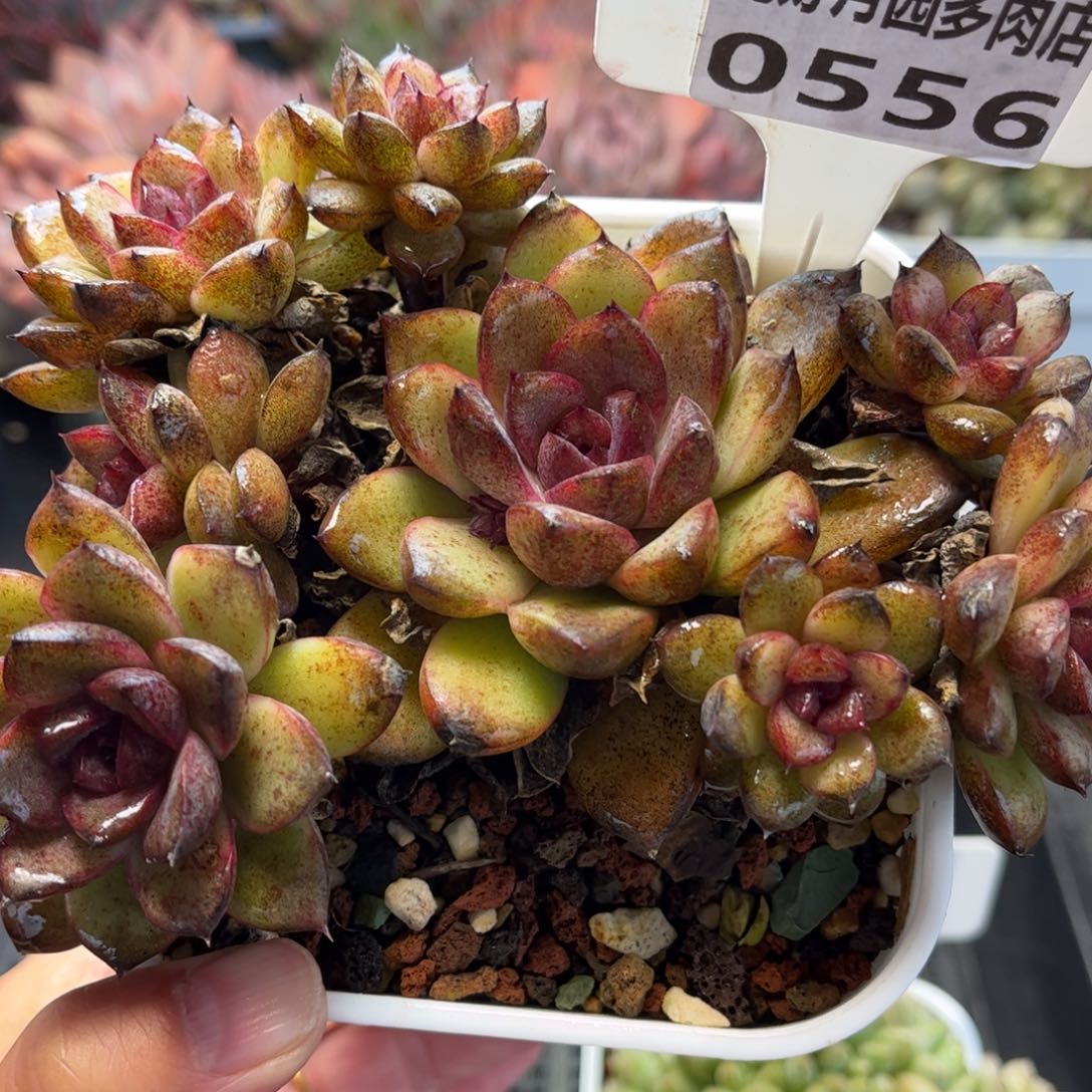 多肉植物0556 满30包邮