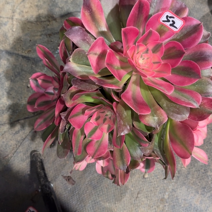 香妃法师多肉有瑕疵52