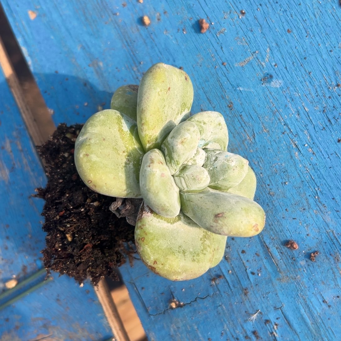 柚****谢谢姐姐～一物一拍1247