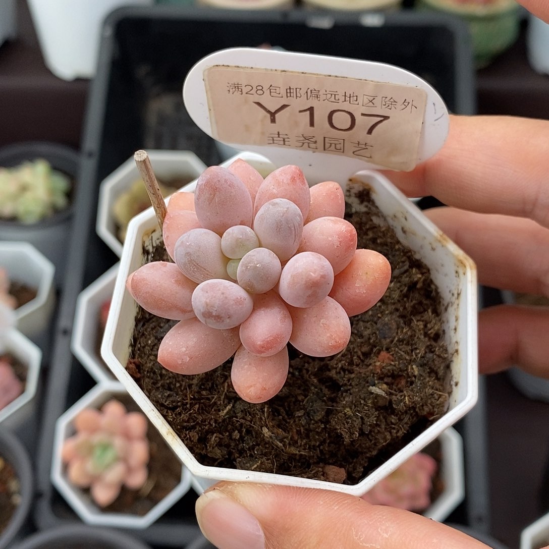 0107 汤圆奶酪 4cm