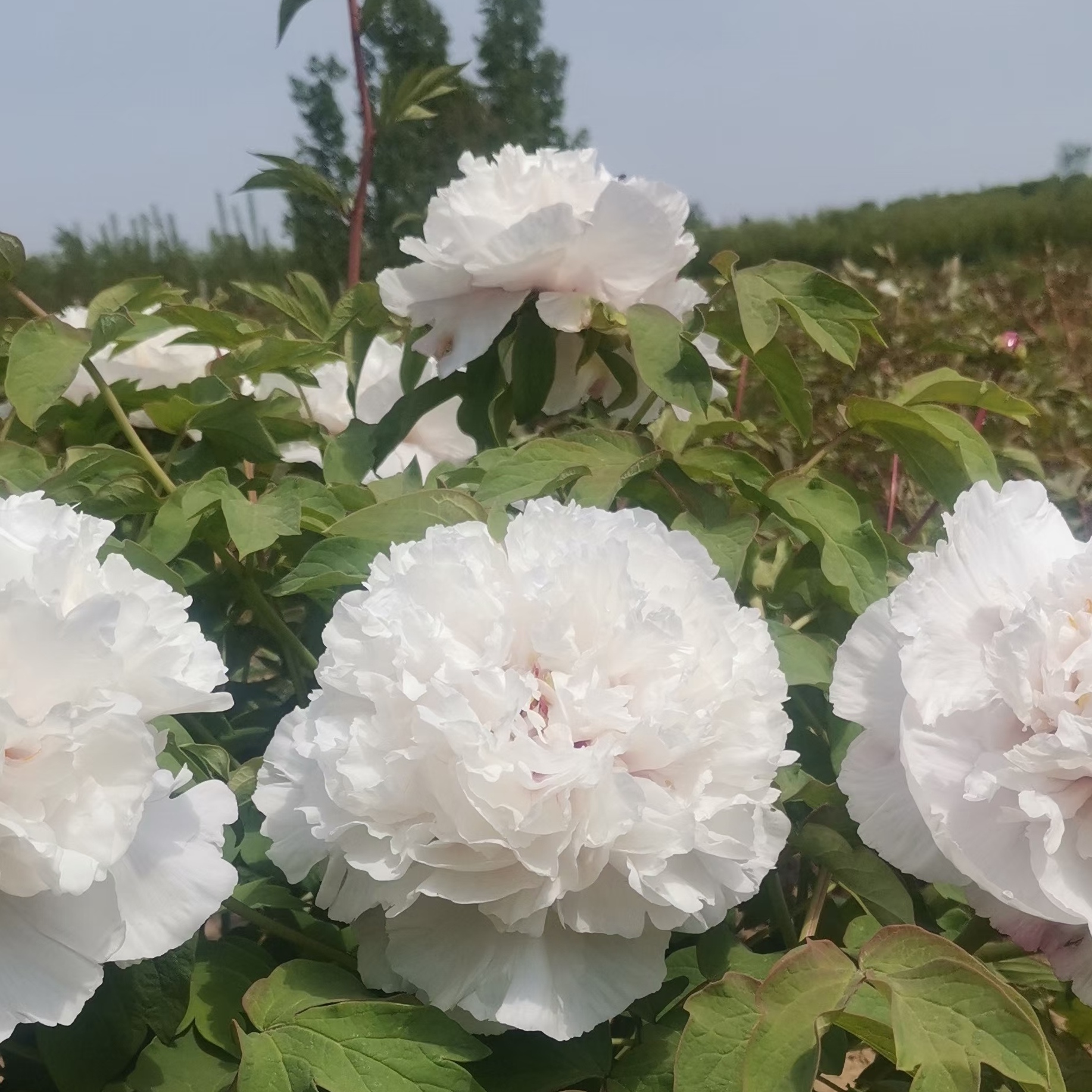 【香玉】正宗洛阳重瓣千层牡丹花多层大花花卉