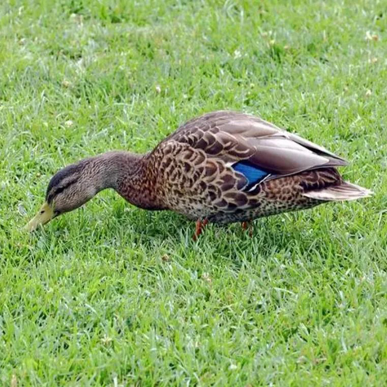 农家 人放天养放养 现杀土鸭带掌带翅带心肝新鲜冷链发货