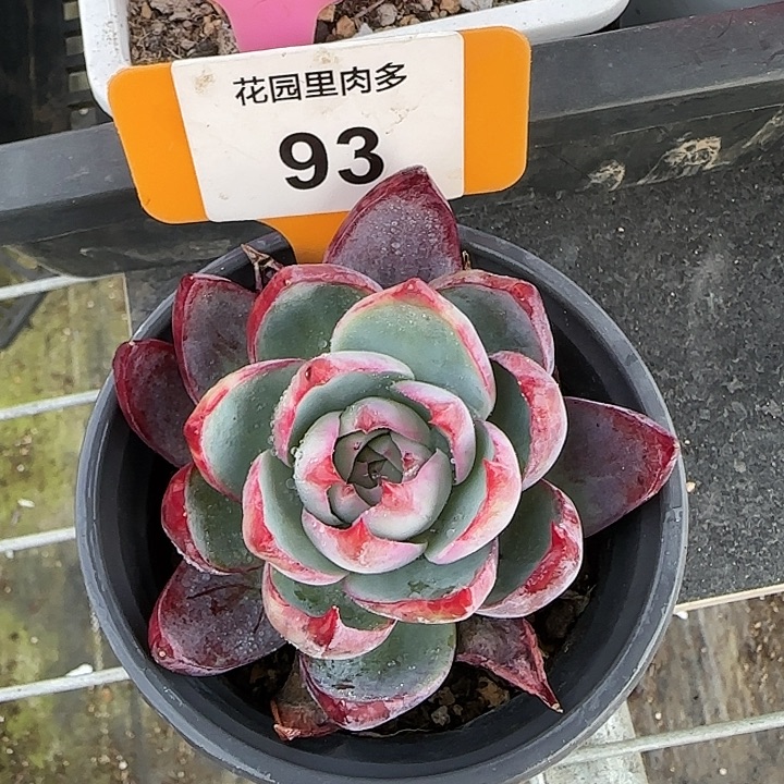 93 惊鸿仙子多肉植物6-9cm