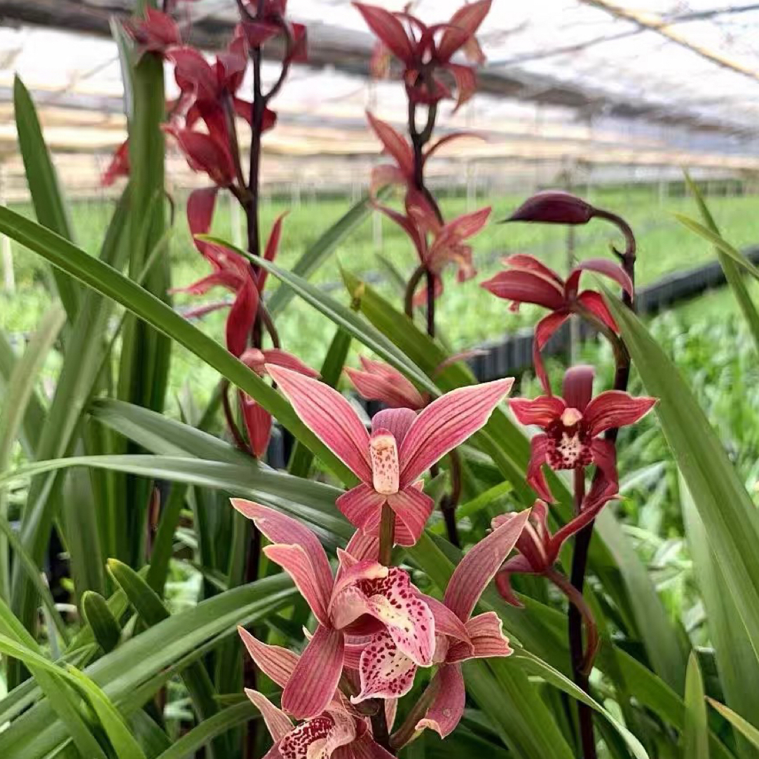 大花蕙兰——韩国小姐(0度以下拍保温不拍保温冻坏不售后)