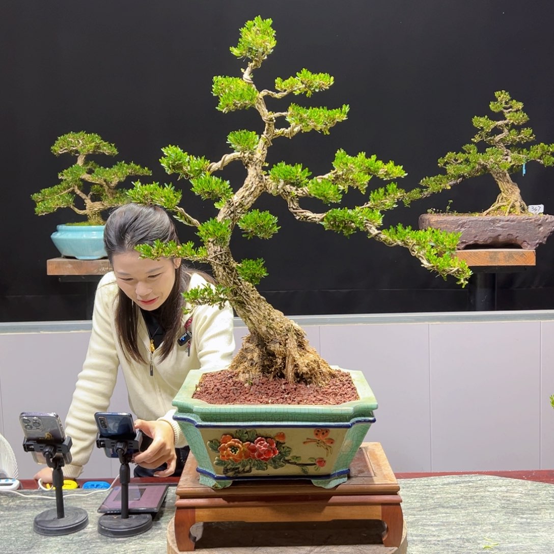 黄杨盆景老桩四季长青