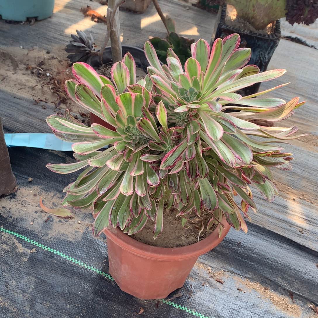 微锦拉丝缀化一颗