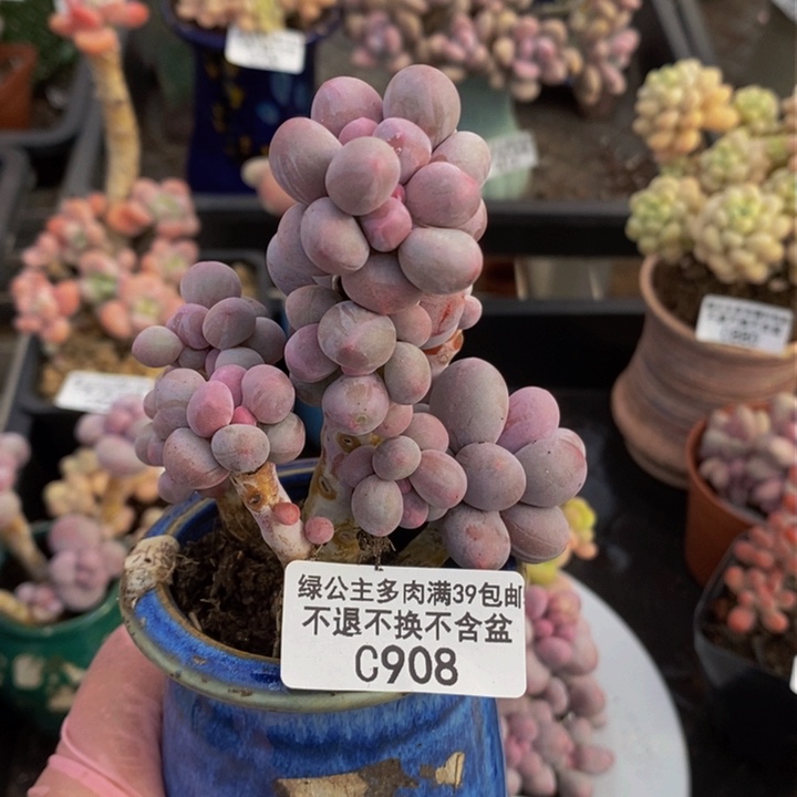 香水手指吗7cm908多肉植物