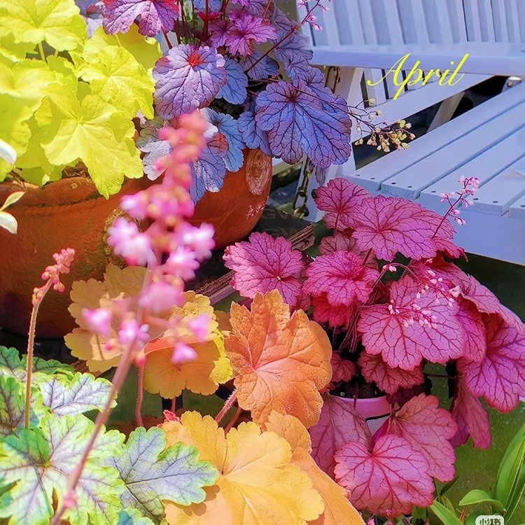 矾根多年生观叶盆栽四季变色耐寒耐阴适合阳台庭院种植