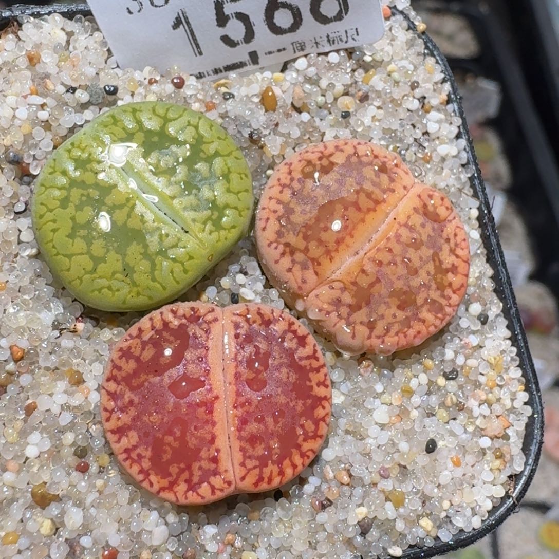 zzz福利捡漏就在今天了1566
