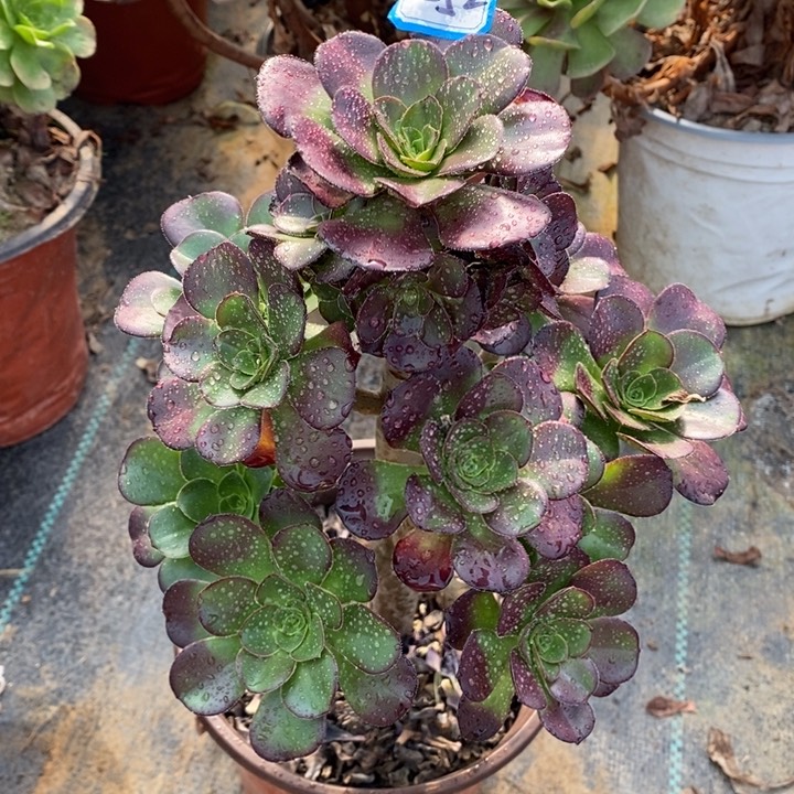 252圆叶玫瑰多肉