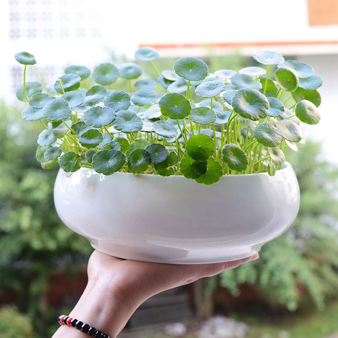 铜钱草水培水养办公室盆栽花卉绿植金钱草绿萝吊兰植物金钱草水养