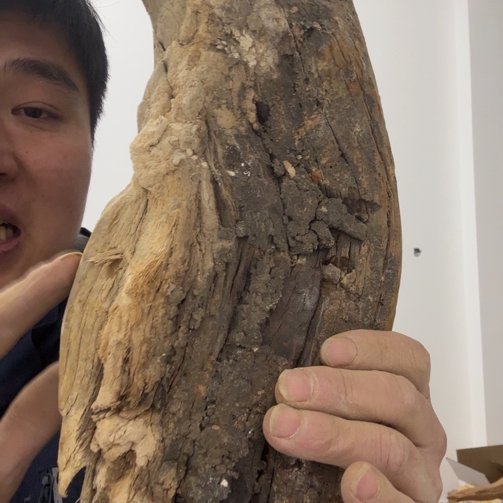 柏木（崖柏）李*太行崖柏