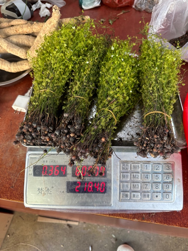 广西新鲜地下明珠 20粒一份落地珍珠 一粒金丹 包邮